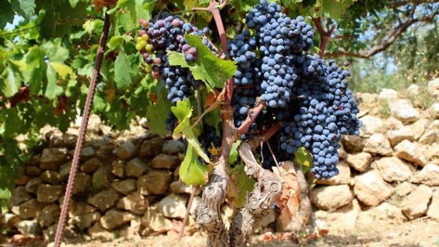 Wine Tour